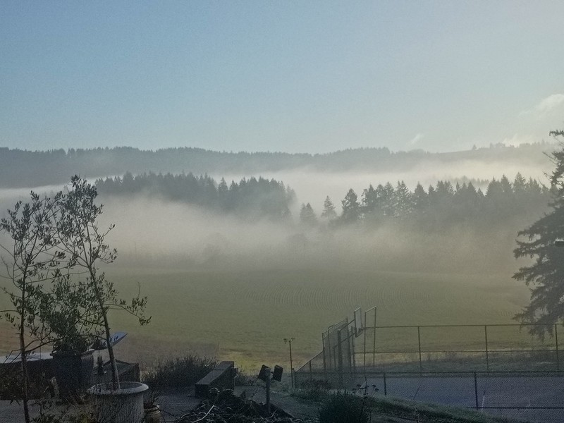 fog covers a valley except for a few
tree tops